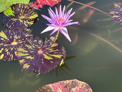 -国家植物园南园