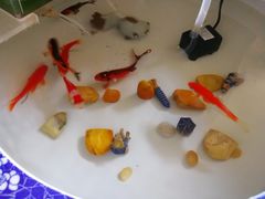 -中环花鸟鱼虫市场