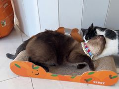 -关爱宠物医院·猫科中心·消化科(滨湖万达分院)