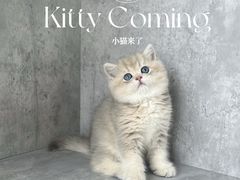-小猫来了·猫舍(红山六九七九店)