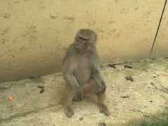 -合肥野生动物园