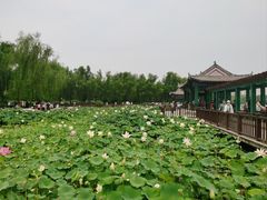 -莲花池公园