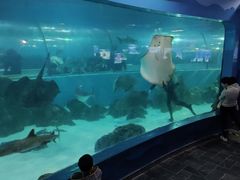 -苏州海洋馆