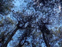 -铁山坪森林公园