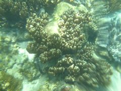 -东姑阿都拉曼海洋公园
