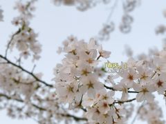 -顾村公园