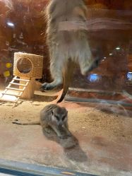 -酷嗒动物文化乐园(cutezoo西溪乐天城店)