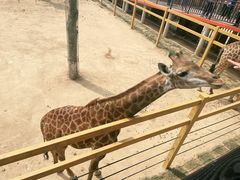 -西霞口神雕山野生动物世界