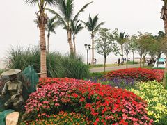 -野狸岛
