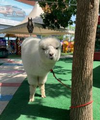 -萌宠亲子动物乐园(槐房万达店)