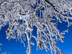 -塞罕坝国家级自然保护区