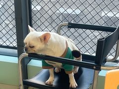 -怪兽屋·羊驼·猫咖·狗咖(俊华广场店)