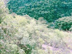 -梧桐山风景名胜区