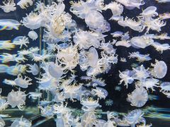 -太平洋海底世界