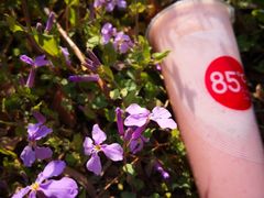 -85度C(北京陶然店)