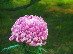 -国家植物园