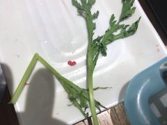 -掂档潮汕牛肉火锅(沈阳万象城店)