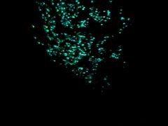 -怀托摩萤火虫洞