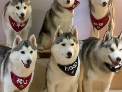 -Husky Go! 哈士奇体验馆·宠物咖啡厅狗咖