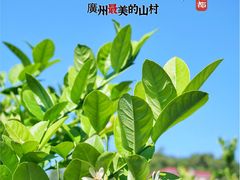 -红山村