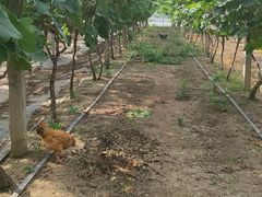 -马陆小张葡萄园农家乐