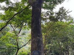 -梧桐山风景名胜区