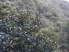 -黄山翡翠谷景区