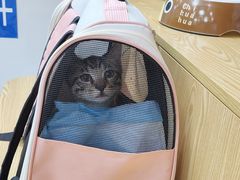 -中农大我爱我爱动物医院·核磁CT·猫病·24小时夜诊中心(石佛营店)