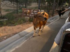 -清迈夜间动物园