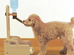-爱宠屋pet shop·宠物洗澡·宠物美容