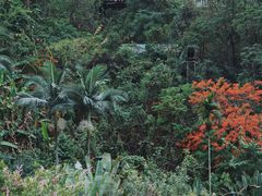 -西双版纳原始森林公园