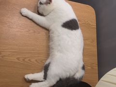 -松果猫咖(桐乡吾悦金街店)