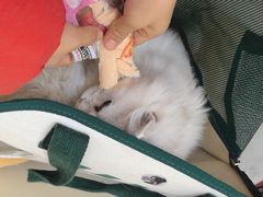 -全心全意连锁动物医院·微创中心·内科急重症·心脏专科(丰管路店)
