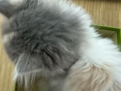 -猫十亿·布偶金渐层·曼基康矮脚猫舍(青年路店)