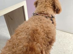 -A猫a狗全科·犬猫异宠·芥西宠物医院(南开总院)