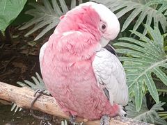 -南宫五洲植物乐园