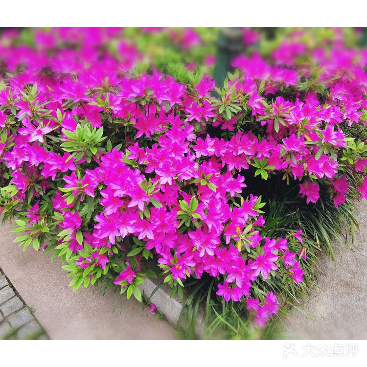金陵花事||大行宫市民广场.杜鹃花