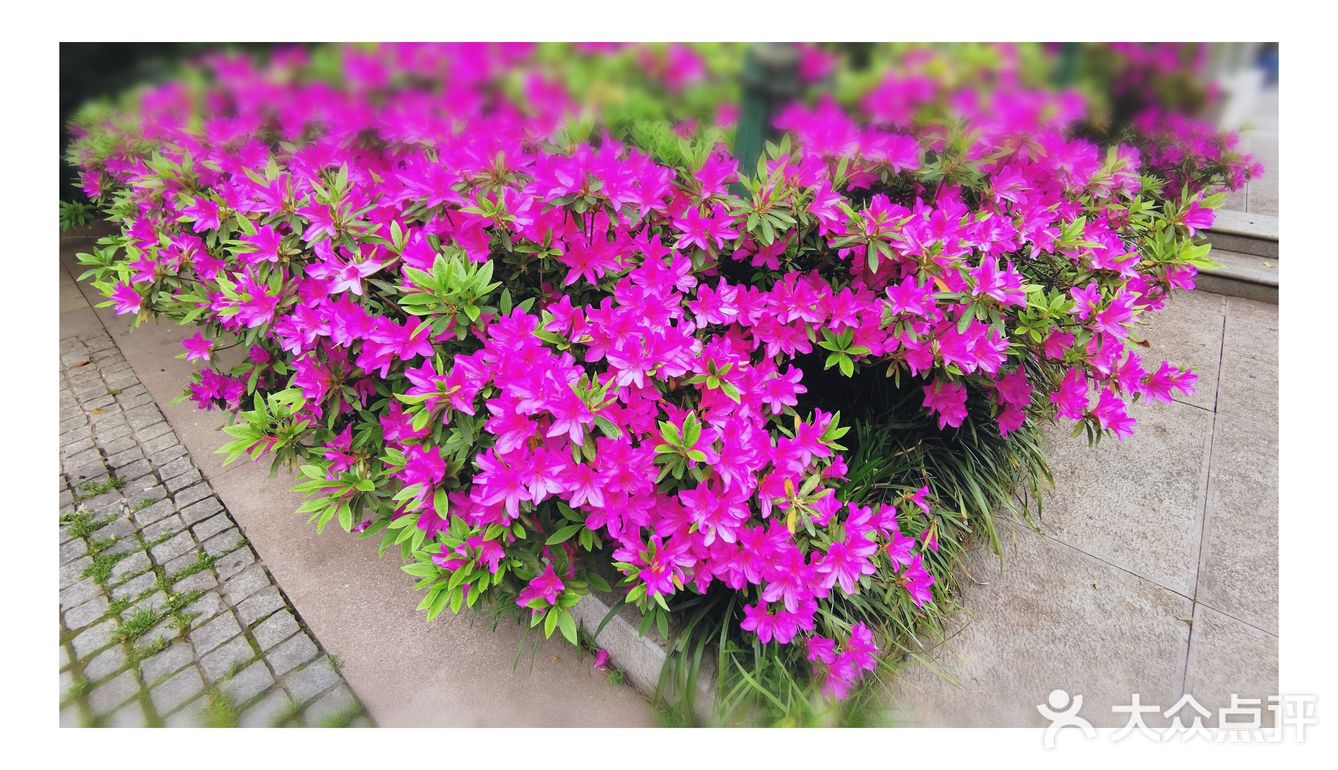 金陵花事||大行宫市民广场.杜鹃花