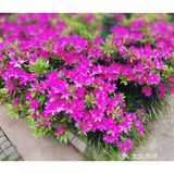 金陵花事||大行宫市民广场.杜鹃花