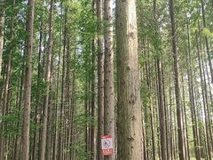 -黄海国家森林公园