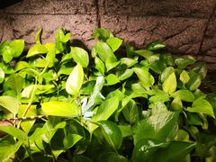 -上海大自然野生昆虫馆(东方明珠·爬宠昆虫探索中心)
