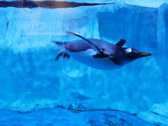 -芜湖新华联大白鲸海洋公园