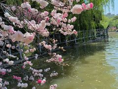 -南汇桃花村