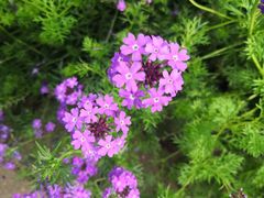 -长春公园(普阳街道)