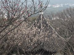 -香雪海
