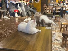 -猫猫幼稚园·撸猫·桌游·电玩