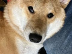 -萌兽医馆·犬猫专科·眼科中心·宠物医院(朝阳门分院)