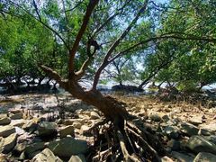 -宝安西湾红树林湿地公园