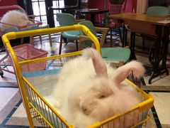 -猫色咖啡·猫咖