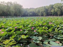 -廊坊市自然公园